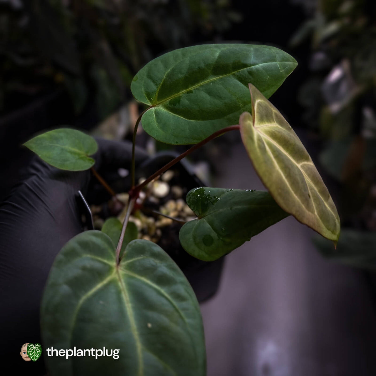 Anthurium besseae aff x ('Magenta' x 'RVDP') • first release