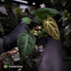 Anthurium besseae aff x ('Magenta' x 'RVDP') • first release