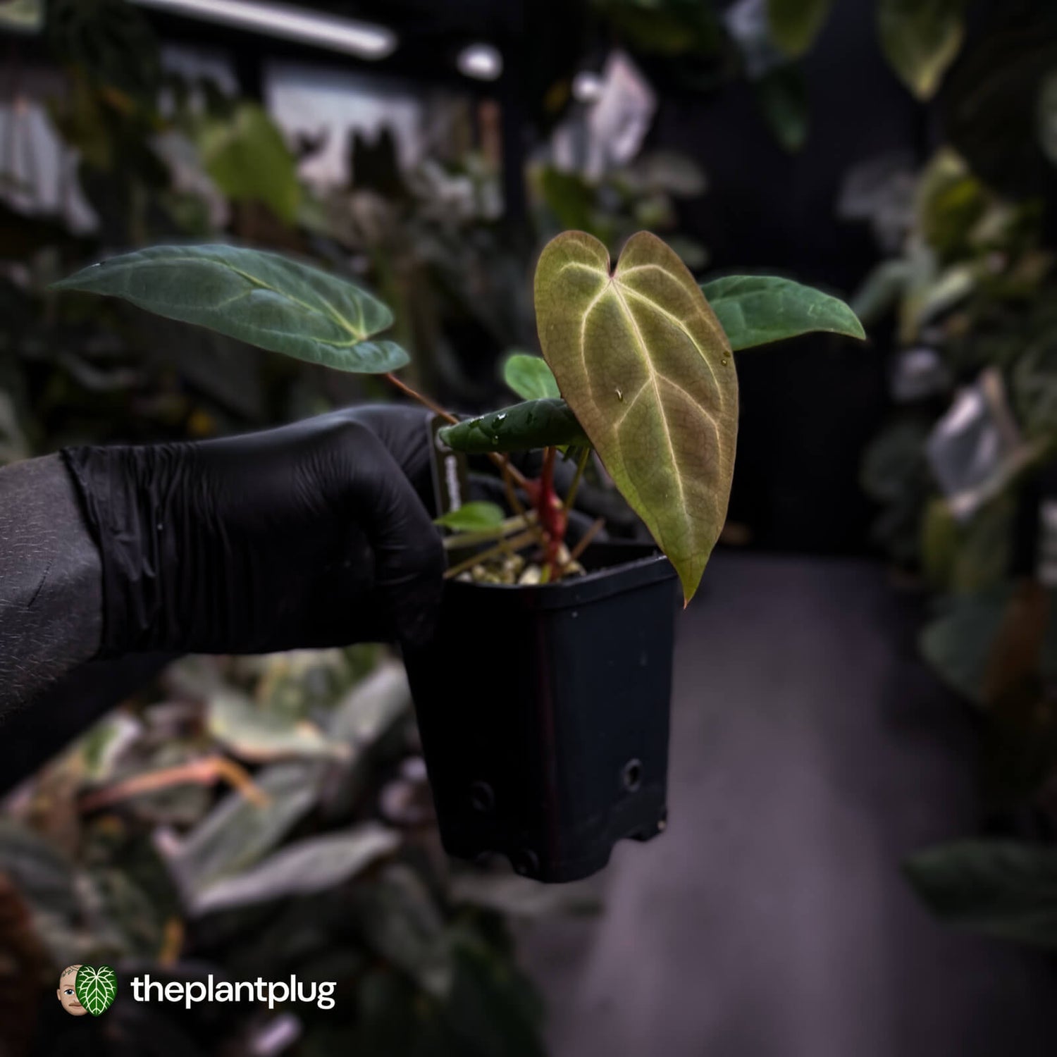 Anthurium besseae aff x ('Magenta' x 'RVDP') • first release