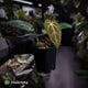 Anthurium besseae aff x ('Magenta' x 'RVDP') • first release