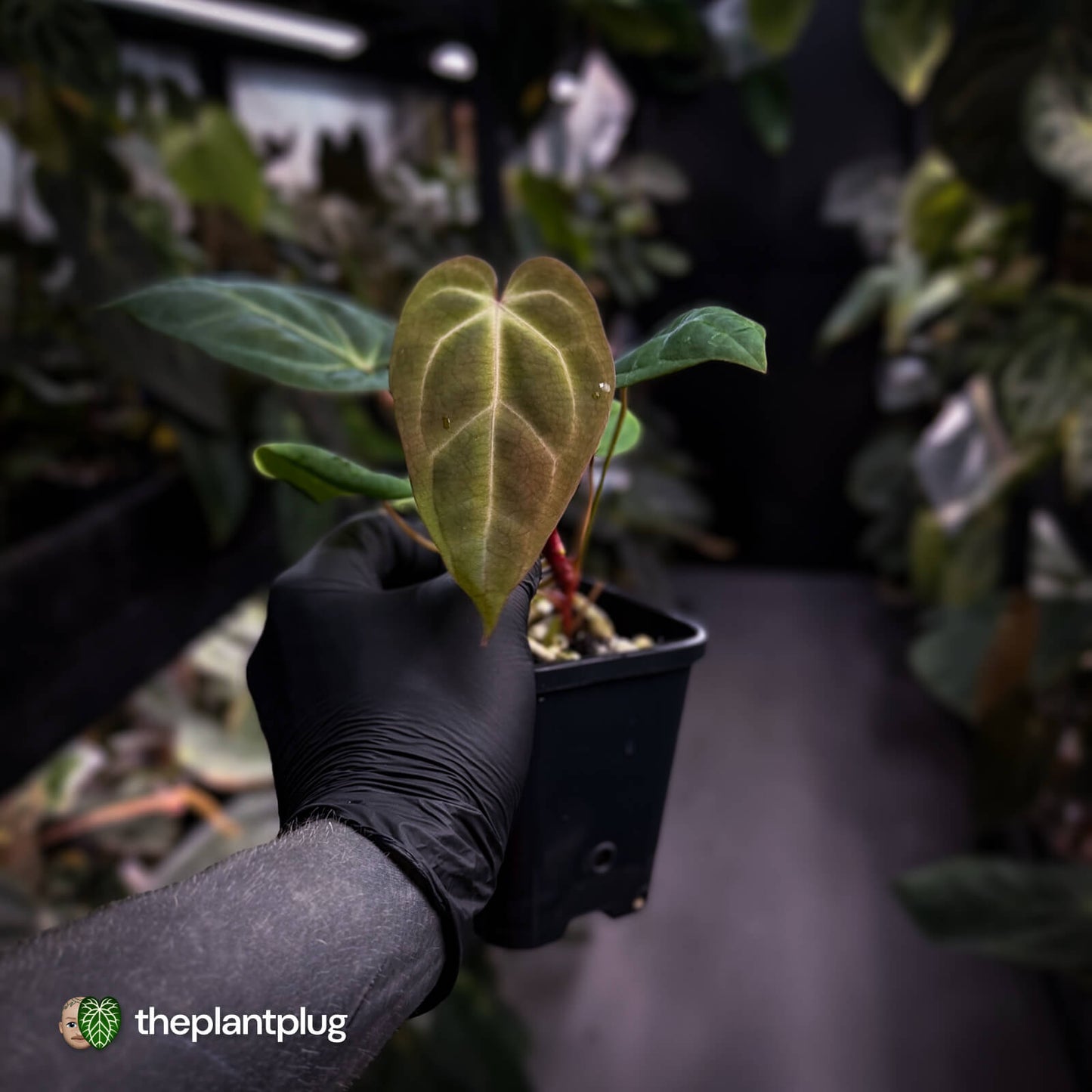 Anthurium besseae aff x ('Magenta' x 'RVDP') • first release