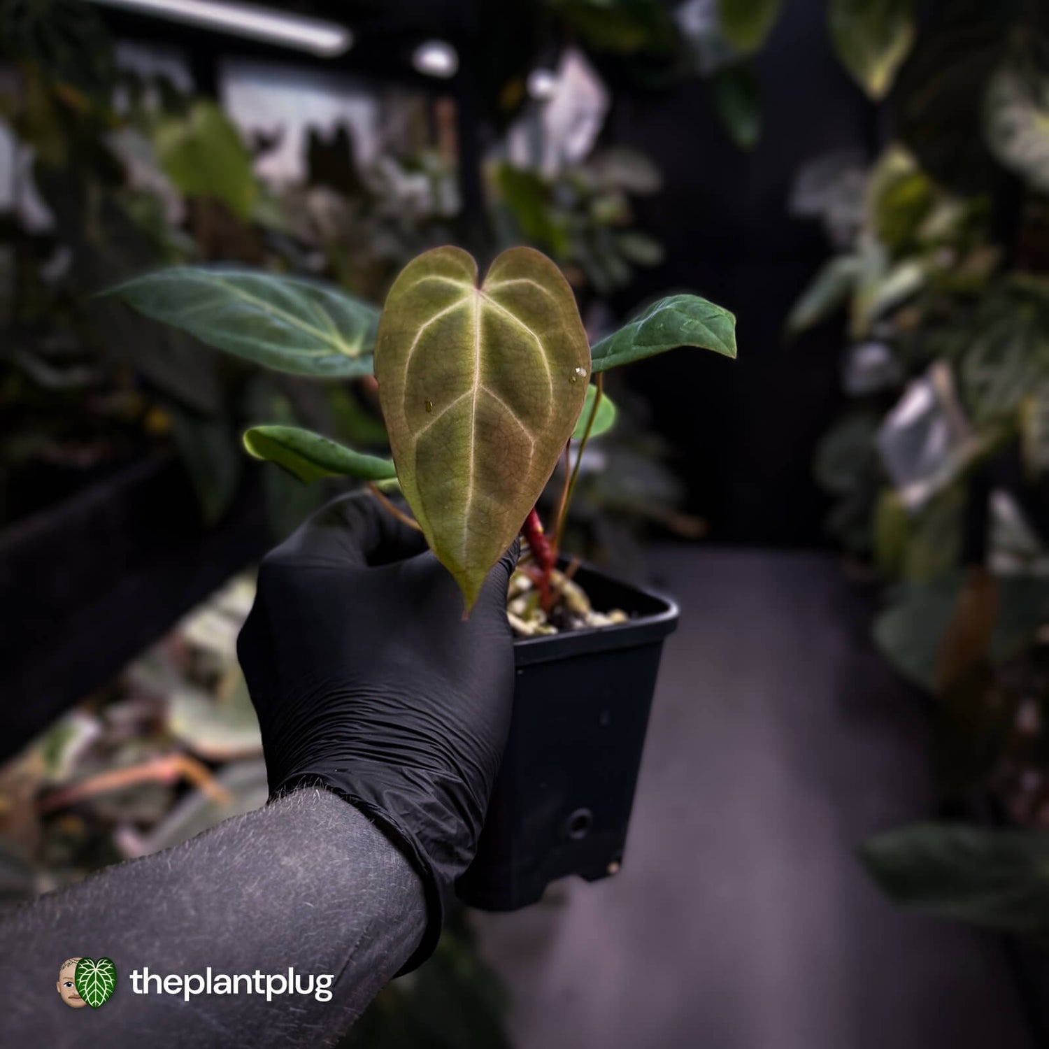 Anthurium besseae aff x ('Magenta' x 'RVDP') • first release