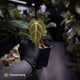 Anthurium besseae aff x ('Magenta' x 'RVDP') • first release