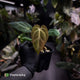 Anthurium besseae aff x ('Magenta' x 'RVDP') • first release