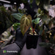 Anthurium besseae aff x ('Magenta' x 'RVDP') • first release