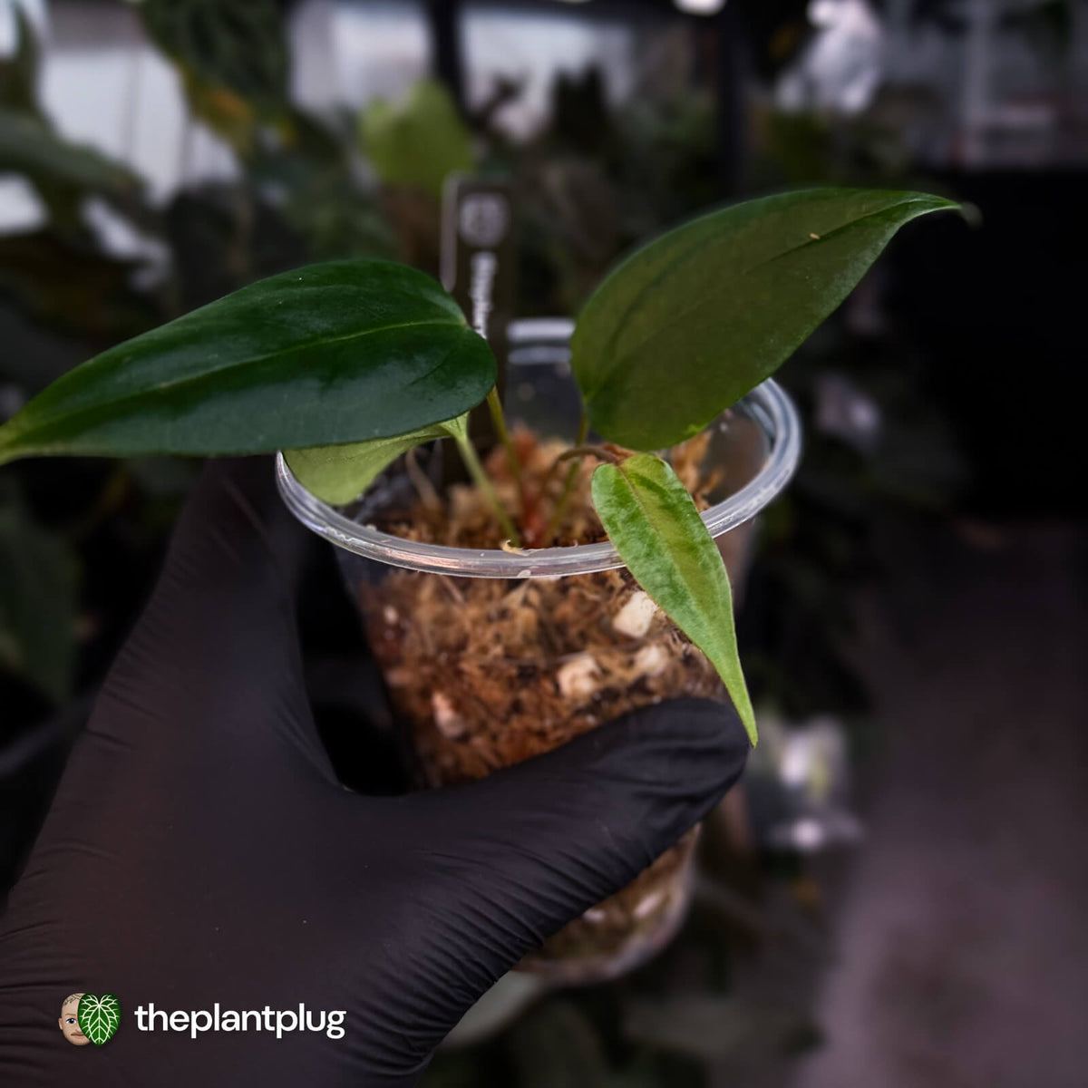 Anthurium 'Indo Port' x (papillilaminum 'FS' x 'RVDP')
