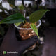 Anthurium 'Indo Port' x (papillilaminum 'FS' x 'RVDP')