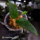 Anthurium 'Indo Port' x (papillilaminum 'FS' x 'RVDP')
