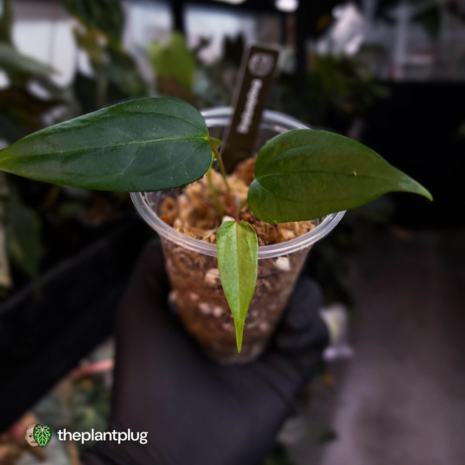 Anthurium 'Indo Port' x (papillilaminum 'FS' x 'RVDP')