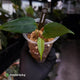 Anthurium 'Indo Port' x (papillilaminum 'FS' x 'RVDP')