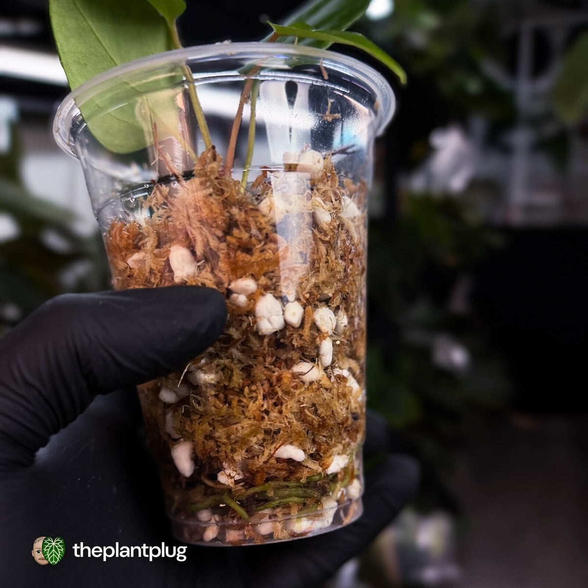 Anthurium 'Indo Port' x (papillilaminum 'FS' x 'RVDP')