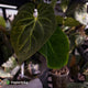 Anthurium #MidasTouch • ghost variegated XL plant