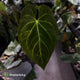 Anthurium #MidasTouch • ghost variegated XL plant