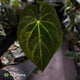 Anthurium #MidasTouch • ghost variegated XL plant
