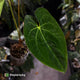 Anthurium #MidasTouch • ghost variegated XL plant