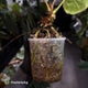 Anthurium #MidasTouch • ghost variegated XL plant