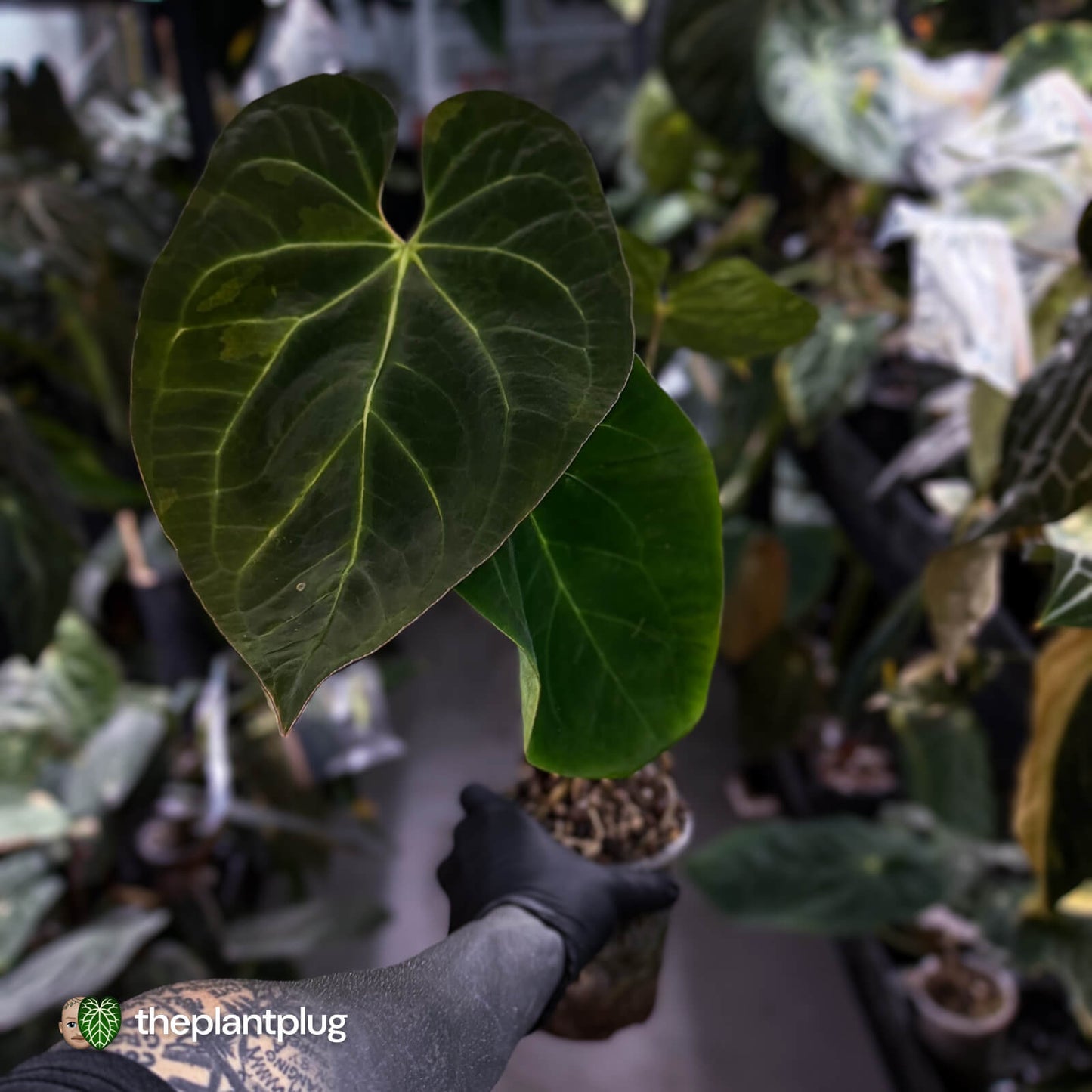 Anthurium #MidasTouch • ghost variegated XL plant