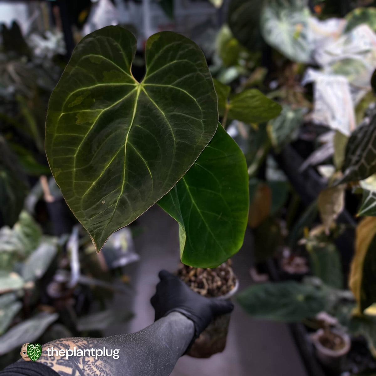 Anthurium #MidasTouch • ghost variegated XL plant
