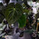 Anthurium #MidasTouch • ghost variegated XL plant