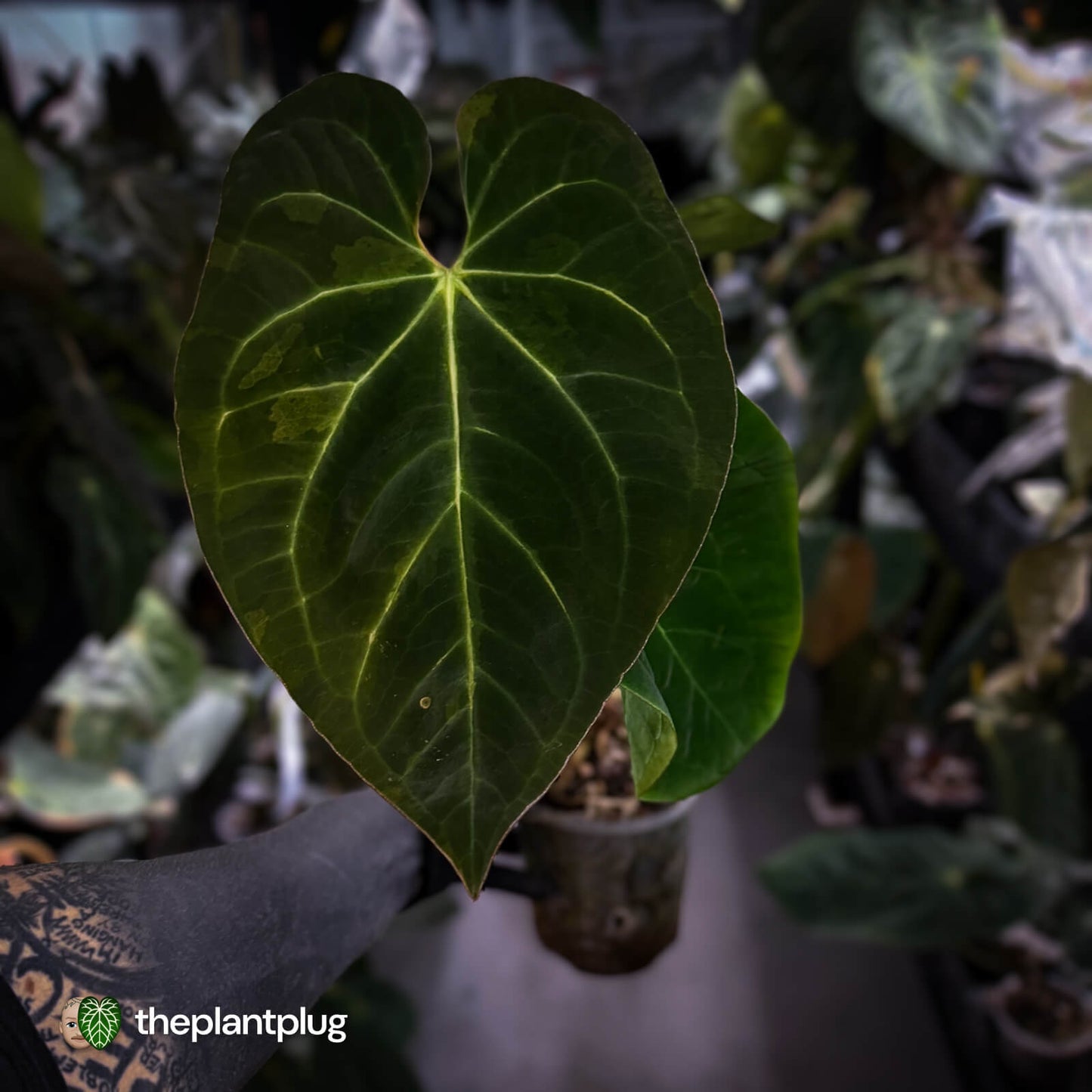Anthurium #MidasTouch • ghost variegated XL plant