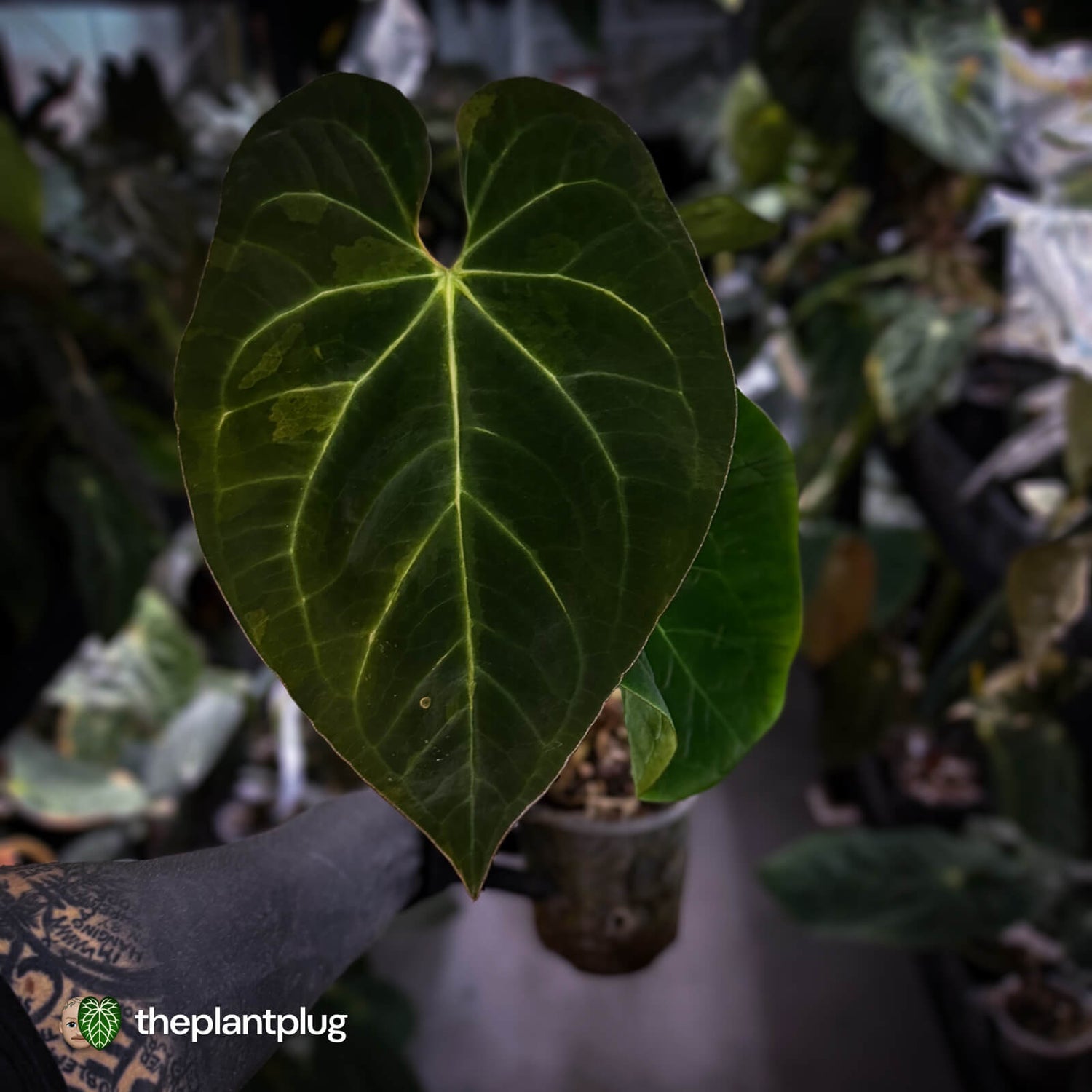 Anthurium #MidasTouch • ghost variegated XL plant