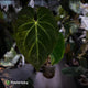 Anthurium #MidasTouch • ghost variegated XL plant