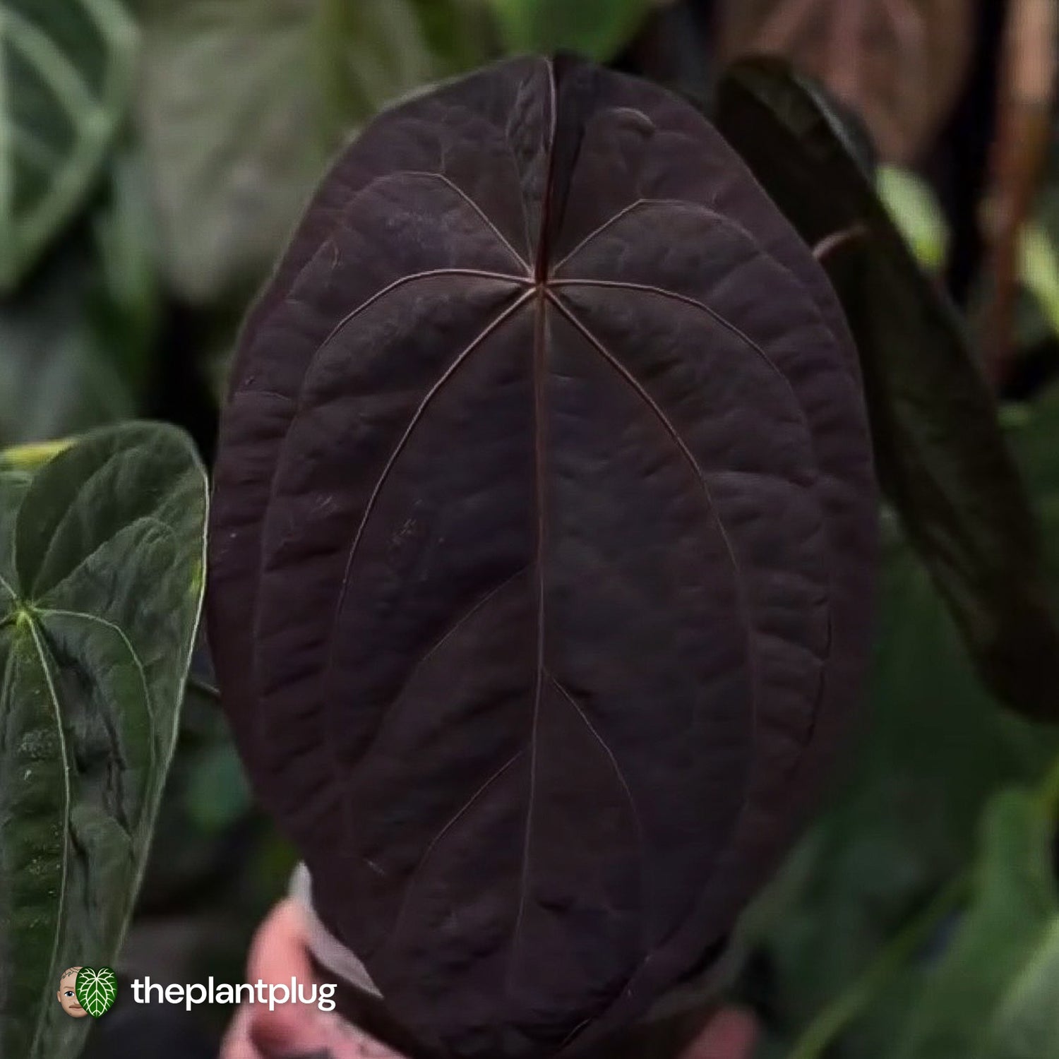 Anthurium 'Speshal' • mother plant clone