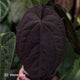 Anthurium 'Speshal' • mother plant clone