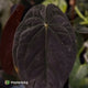 Anthurium 'Speshal' • mother plant clone