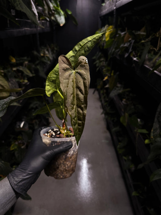 Anthurium #Malphas