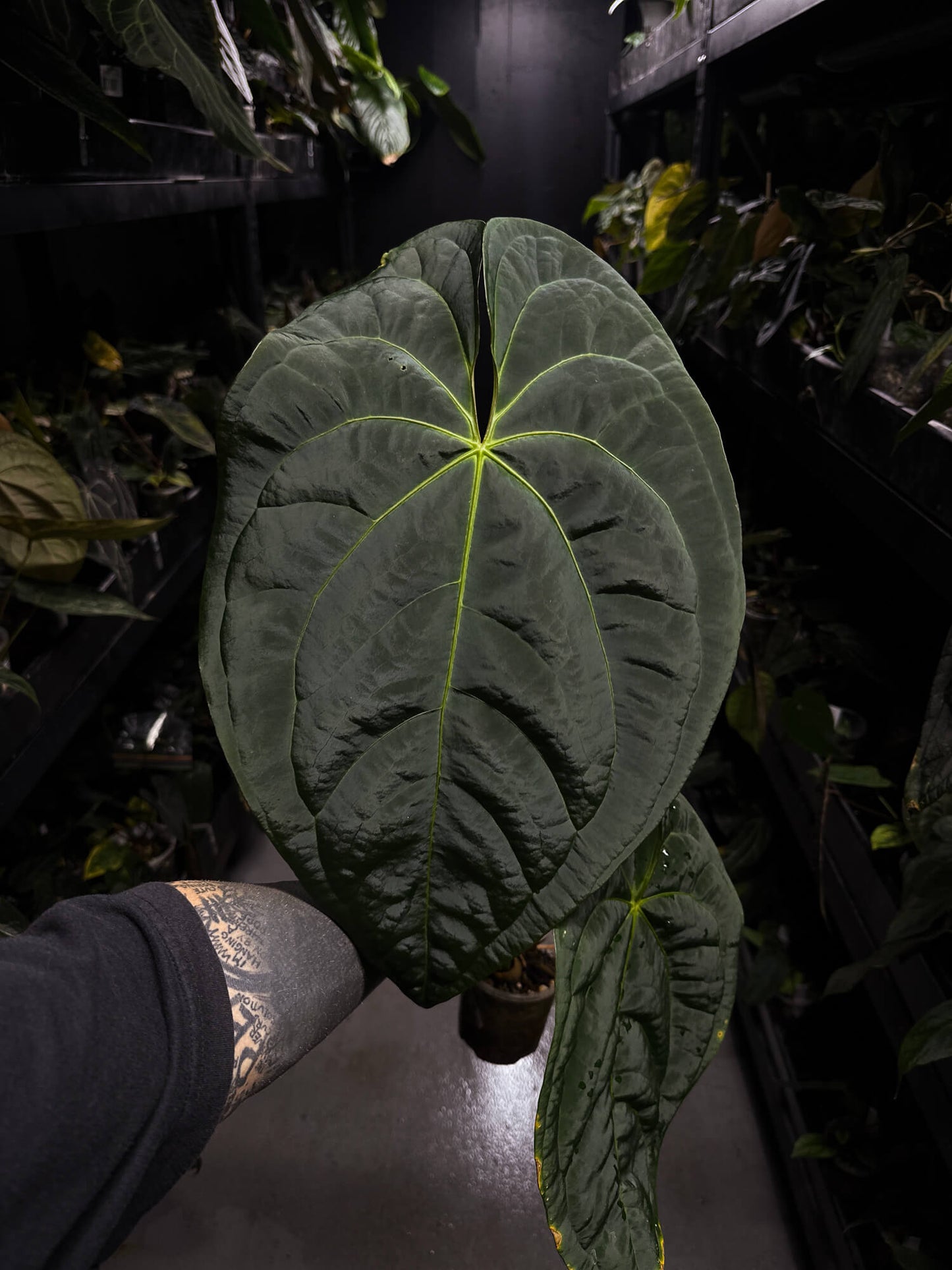 anthurium marea Anthurium #Onyx • XL plant – The Plant Plug