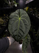 Anthurium #Onyx • XL plant