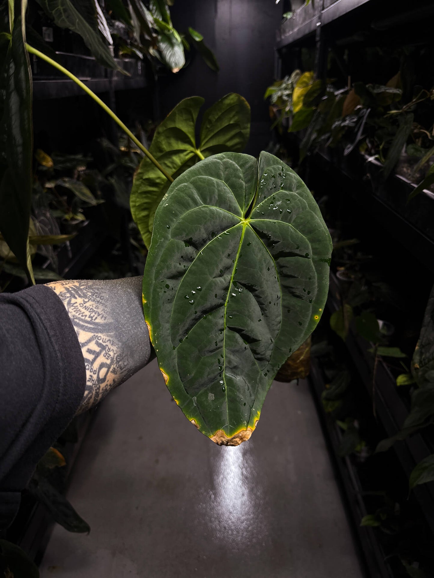 Anthurium #Onyx • XL plant