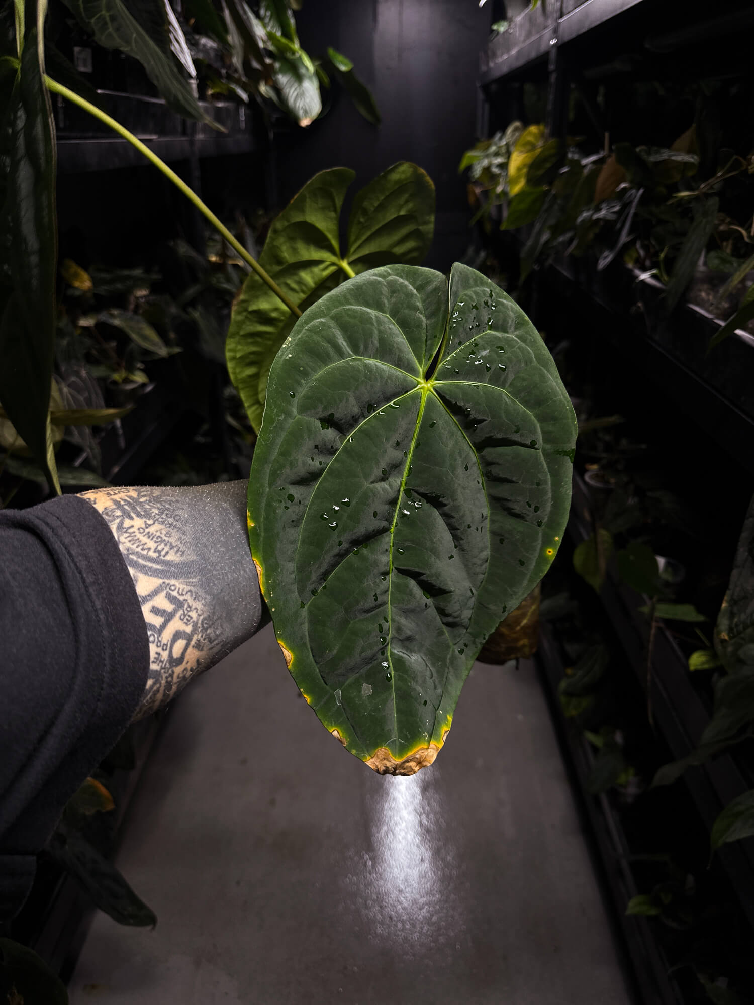 Anthurium #Onyx • XL plant