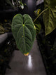 Anthurium #Onyx • XL plant