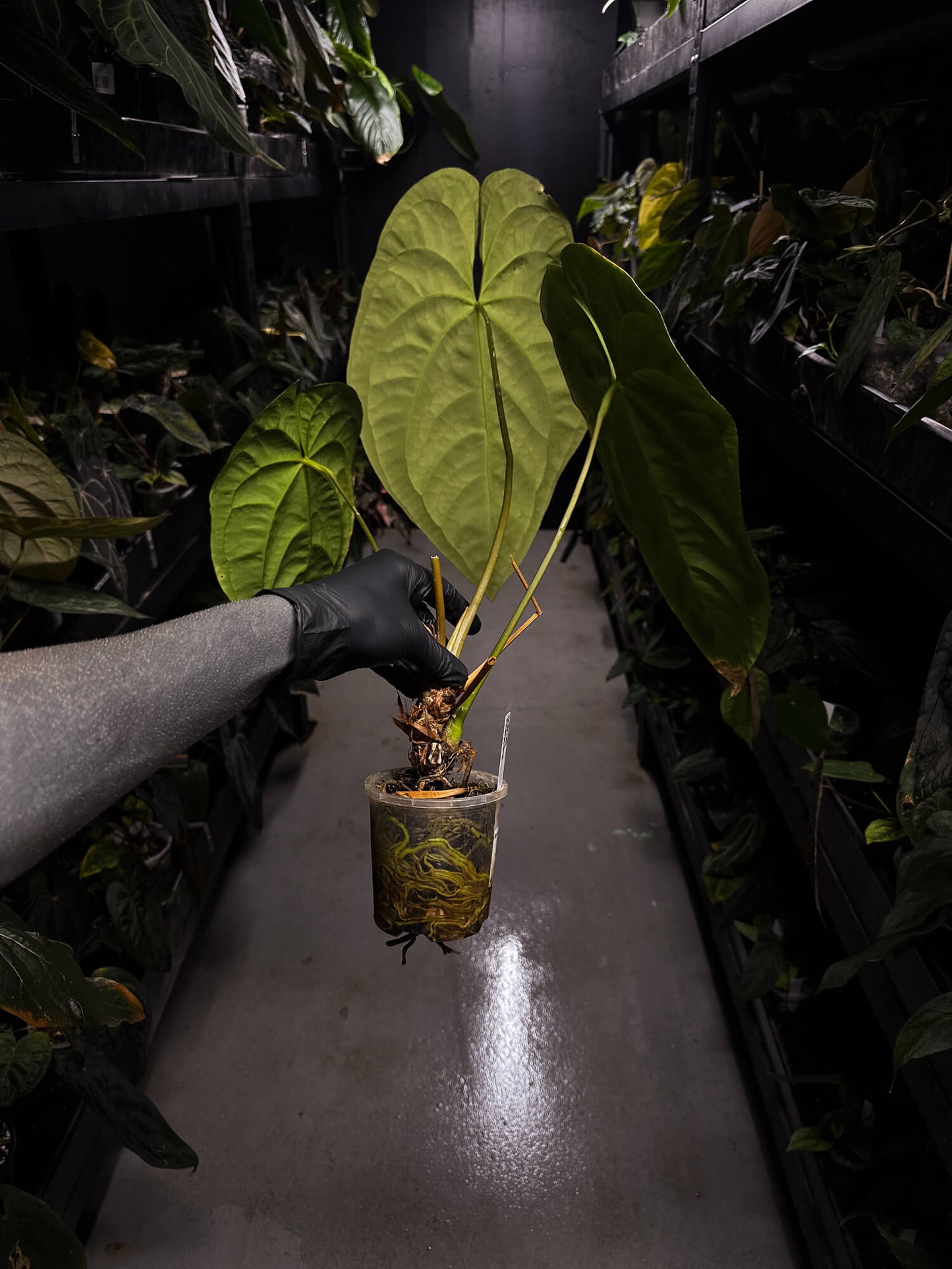 Anthurium #Onyx • XL plant