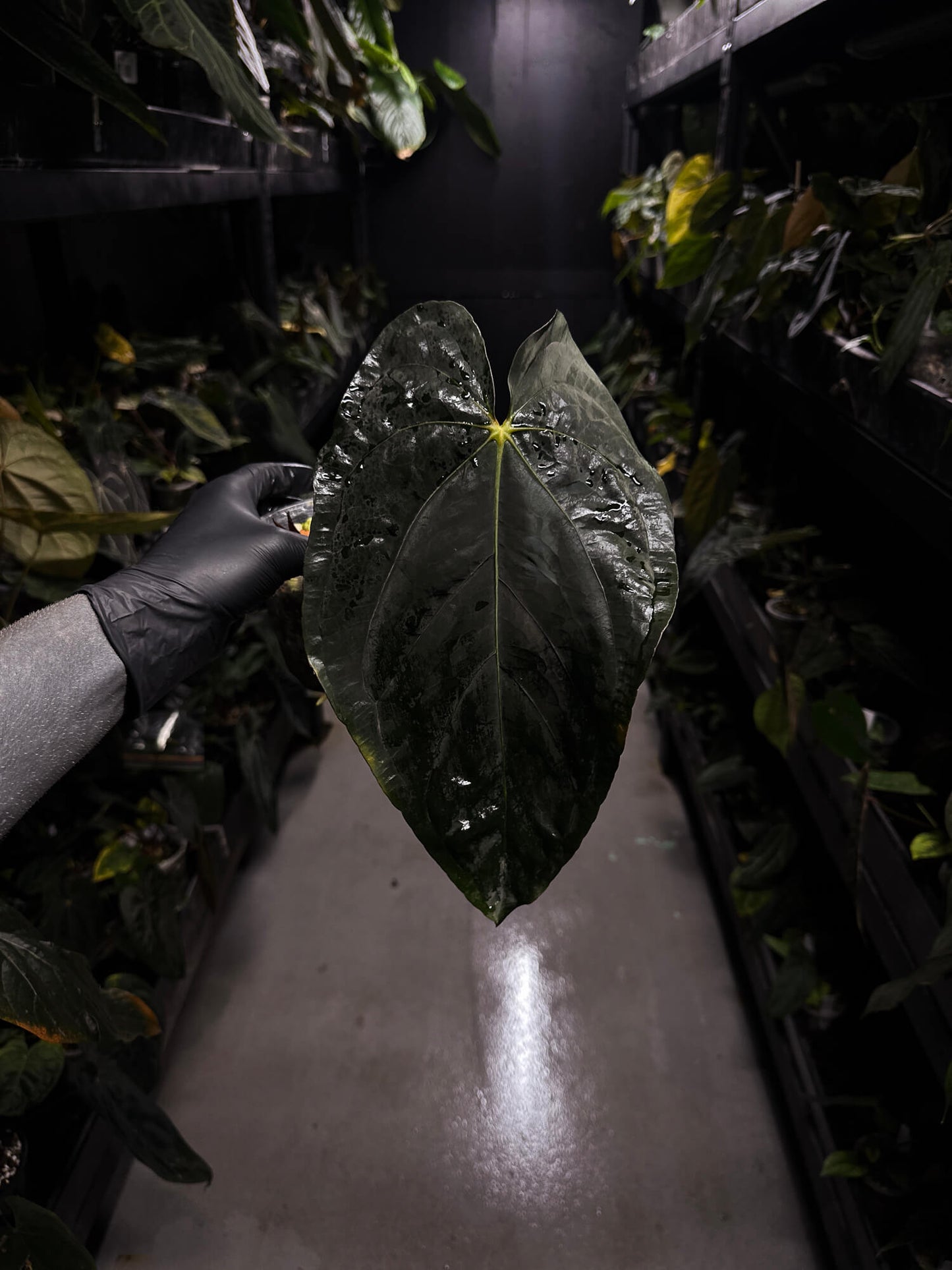 Anthurium papillilaminum 'red abaxial' x dressleri • holdback