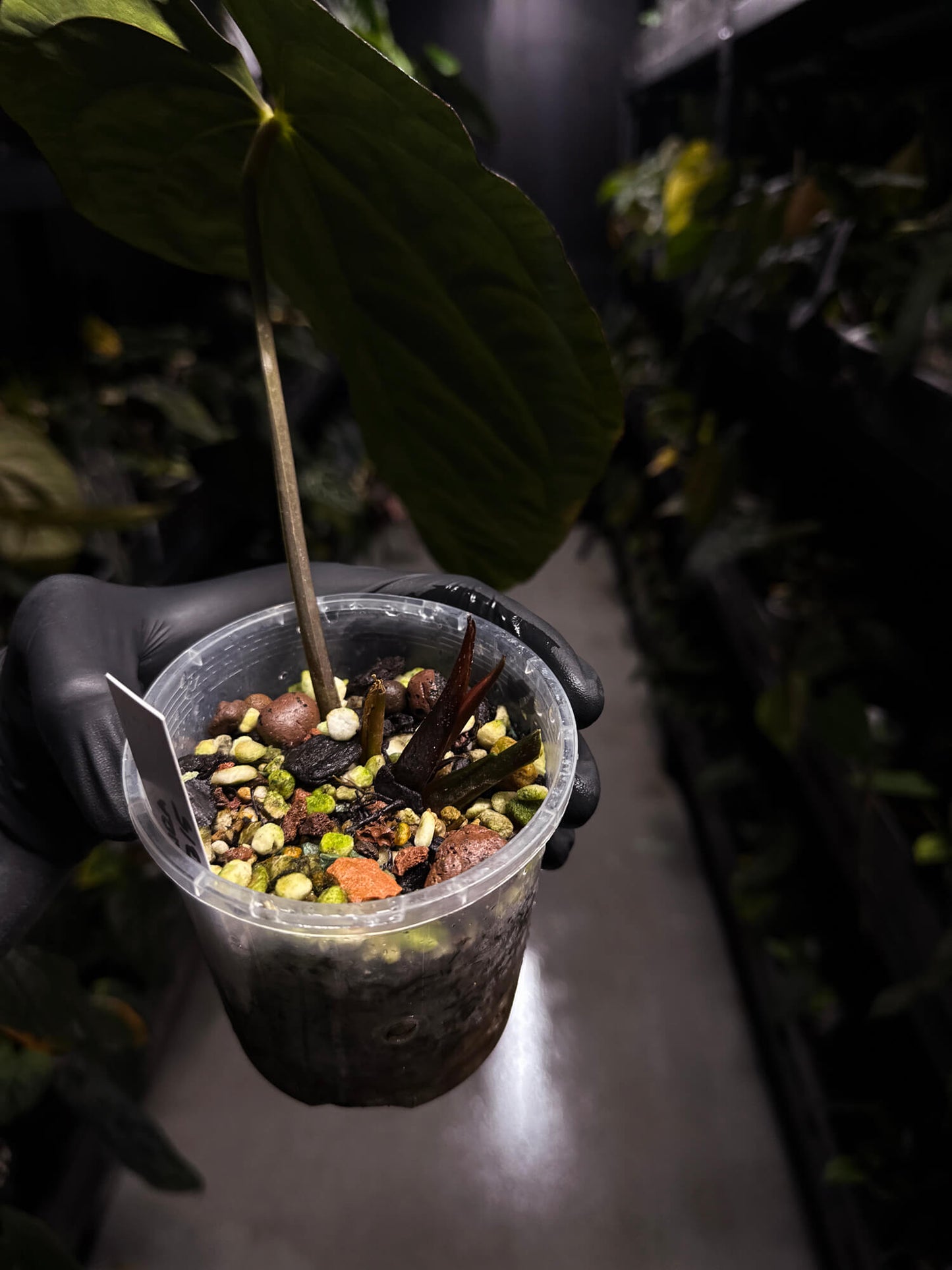 Anthurium papillilaminum 'red abaxial' x dressleri • holdback