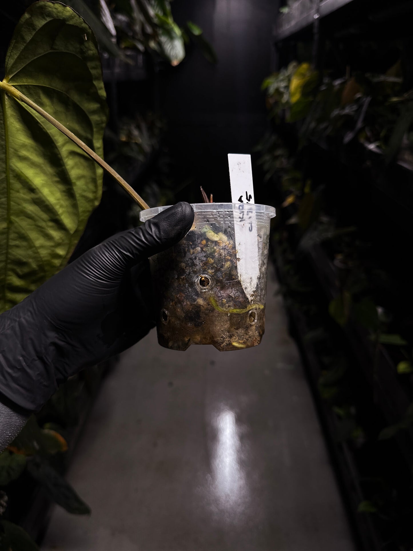 Anthurium papillilaminum 'red abaxial' x dressleri • holdback