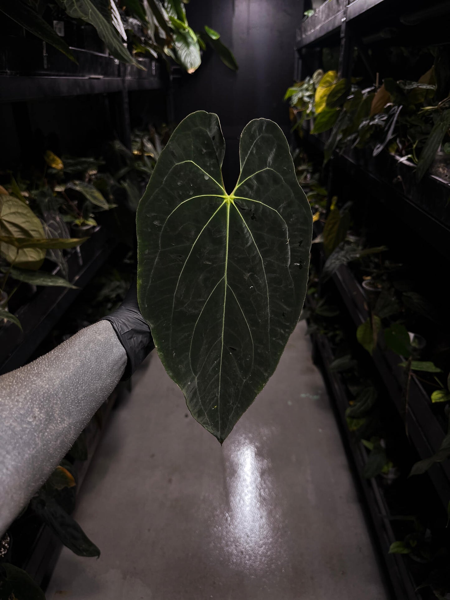 Anthurium #AndrasDagger • select holdback