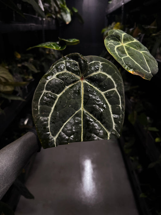 Anthurium Doc Block 'Red Crystallinum'