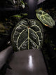 Anthurium Doc Block 'Red Crystallinum'