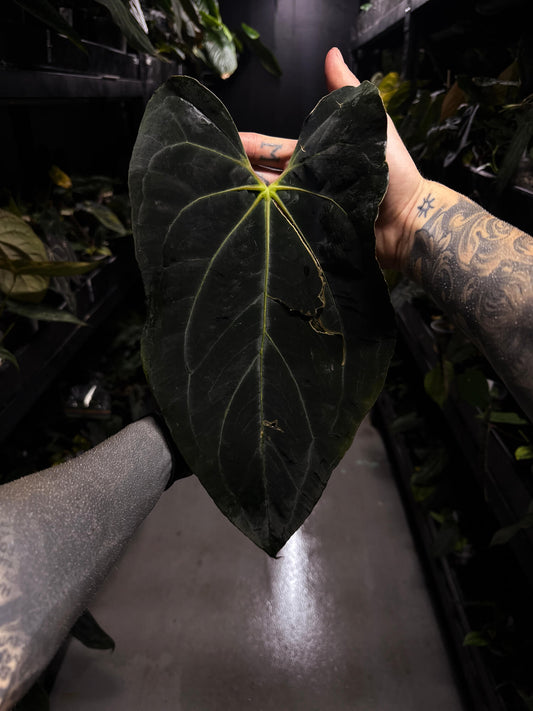 Anthurium #AndrasDagger • papillilaminum x besseae aff • semi-established top cut