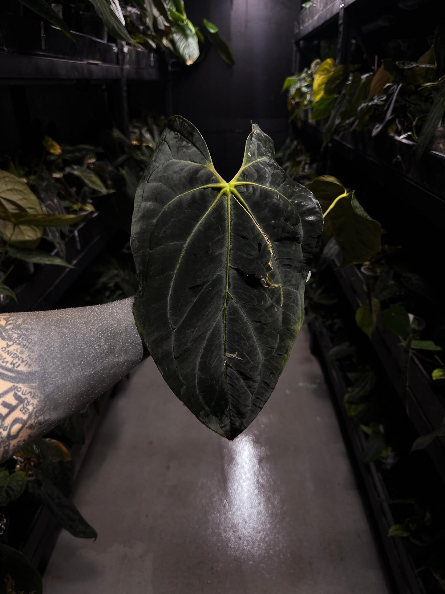 Anthurium #AndrasDagger • papillilaminum x besseae aff • semi-established top cut