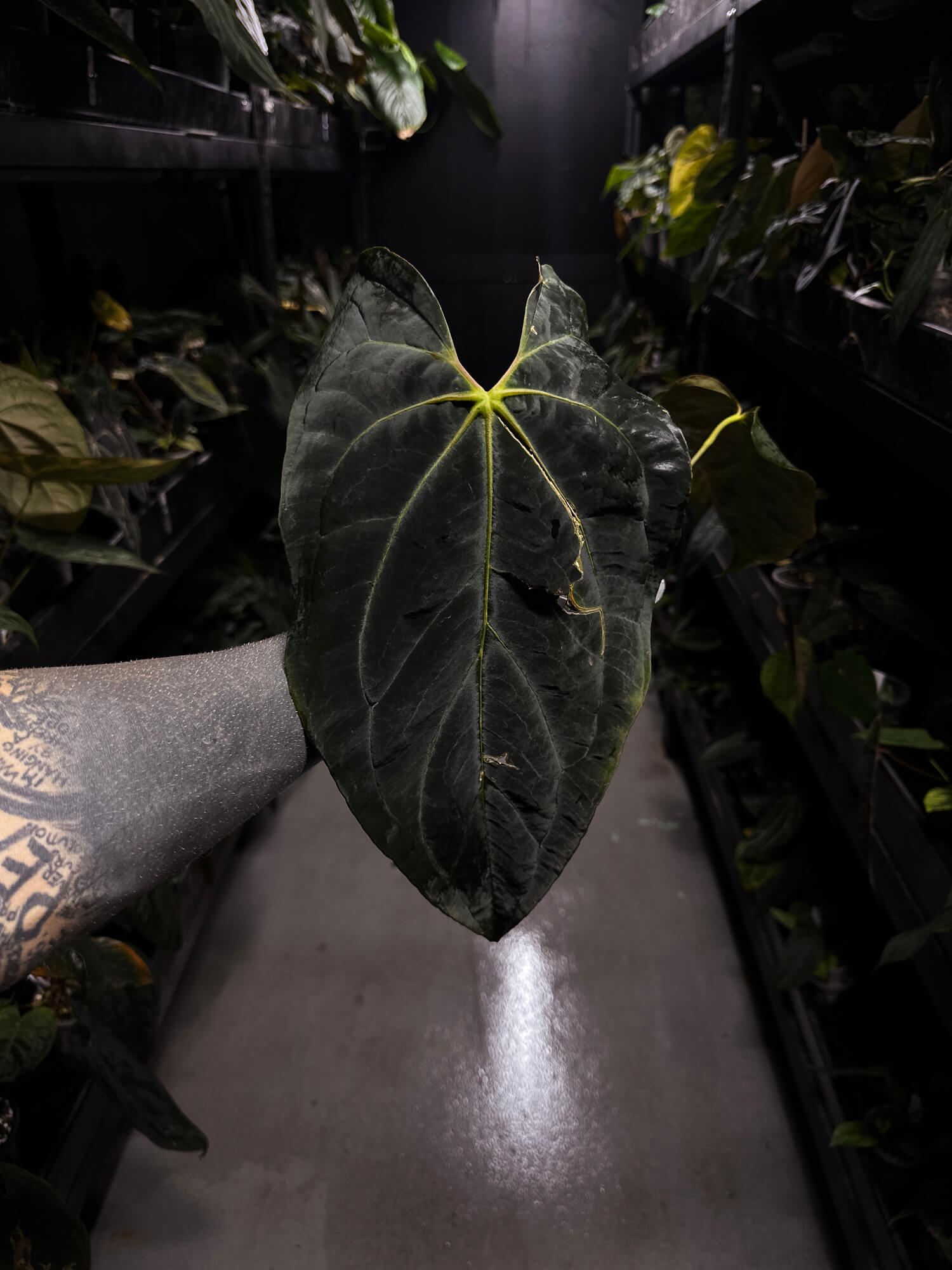 Anthurium #AndrasDagger • papillilaminum x besseae aff • semi-established top cut