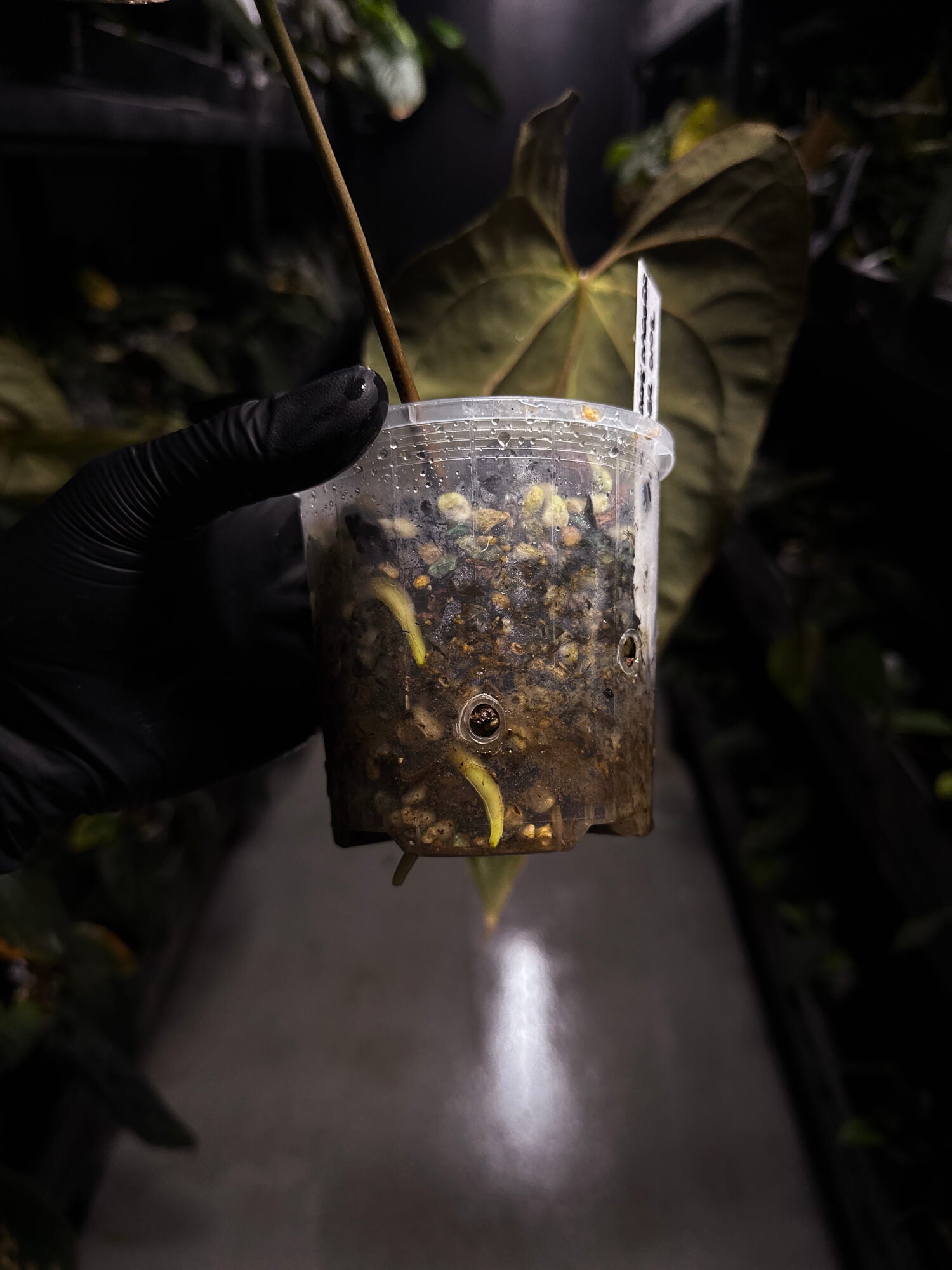 Anthurium #AndrasDagger • papillilaminum x besseae aff • semi-established top cut