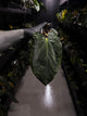 Anthurium #PLUG005 • holdback