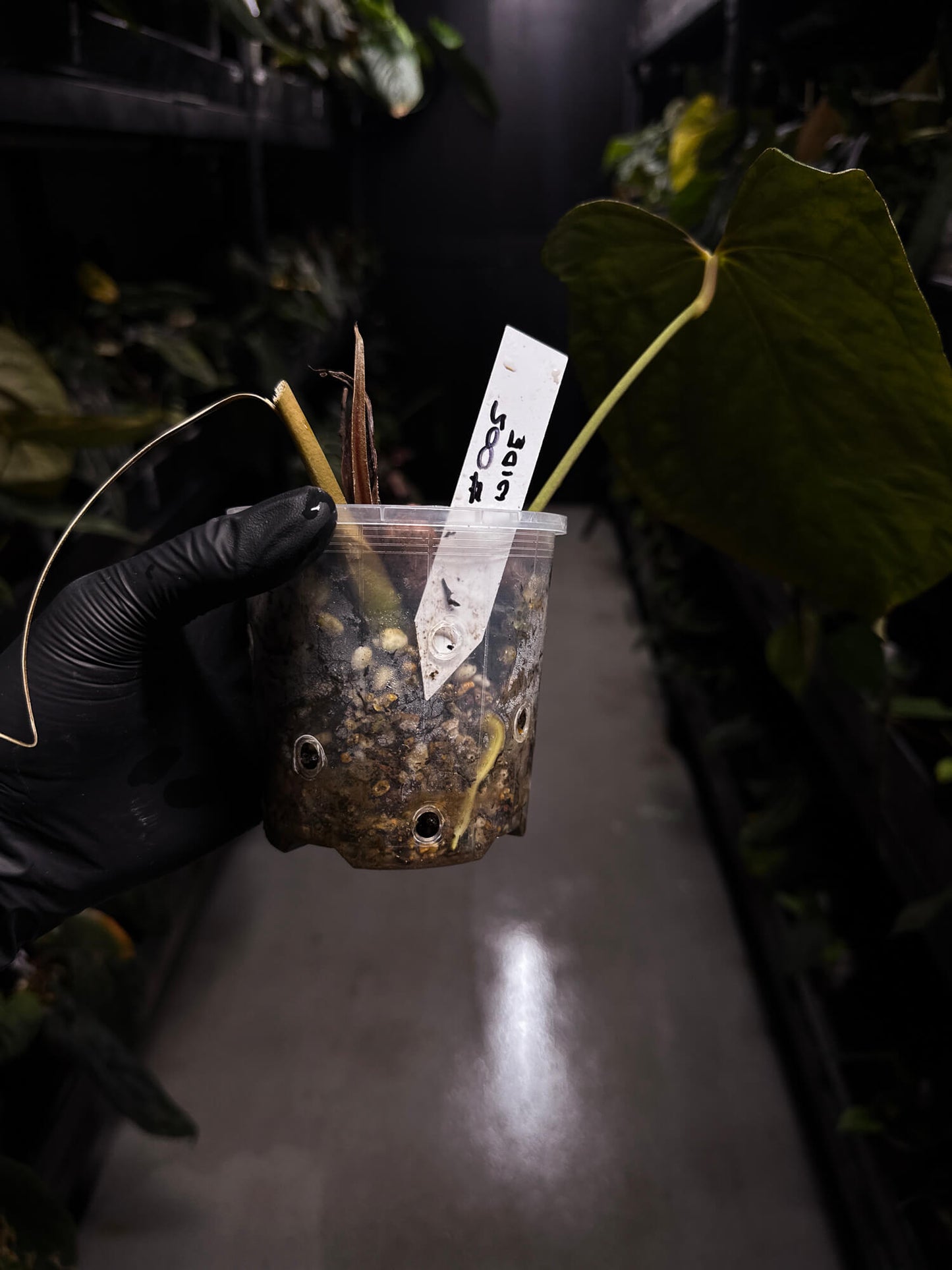 Anthurium #PLUG005 • holdback