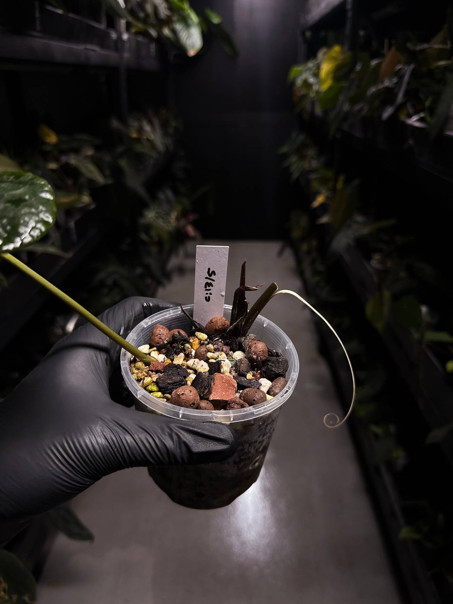 Anthurium #PLUG005 • holdback