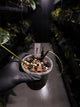 Anthurium #PLUG005 • holdback